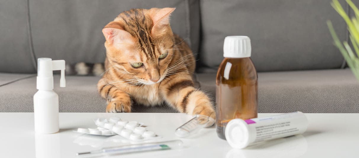 Medication Administration for Pets: A Comprehensive Guide
