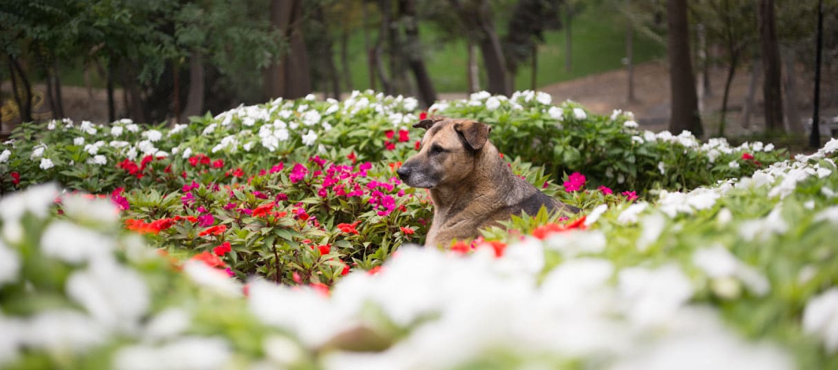 Creating a Pet-Safe Indigenous Garden in the Eastern Cape